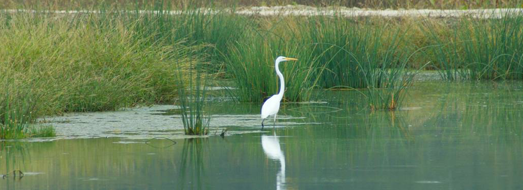 Bird at Prarie Creek Wetlands Trail