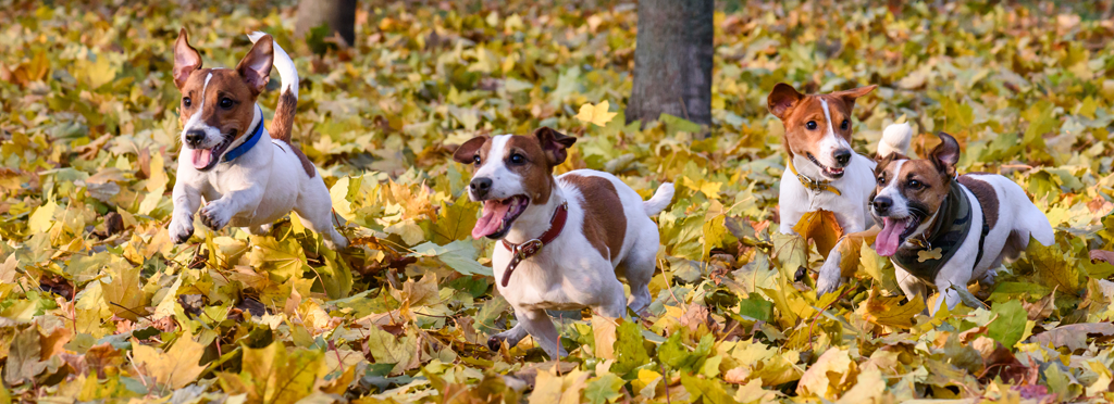 Dogs running in leaves